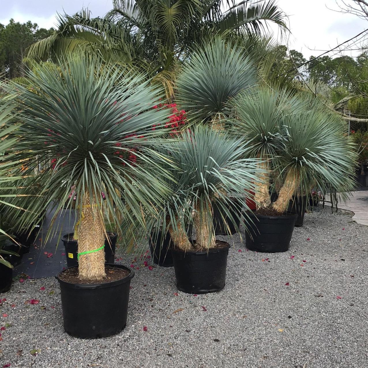 Unique Plants and Palms Photo