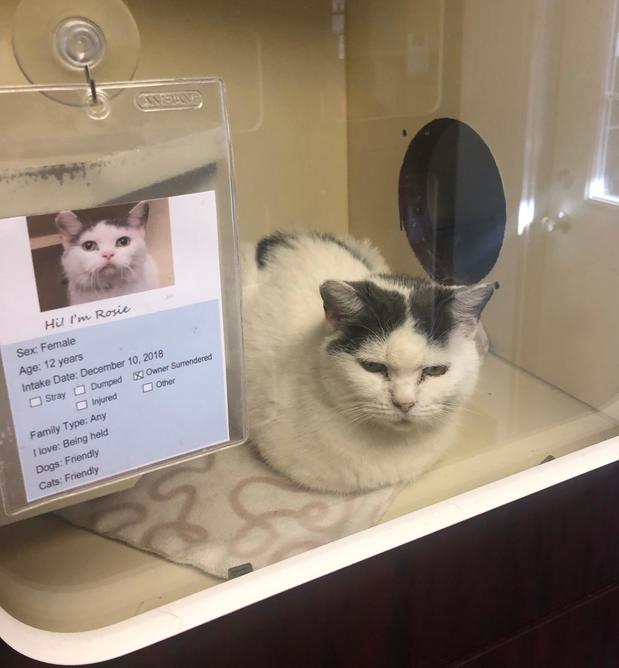 Images Fairfield Area Humane Society