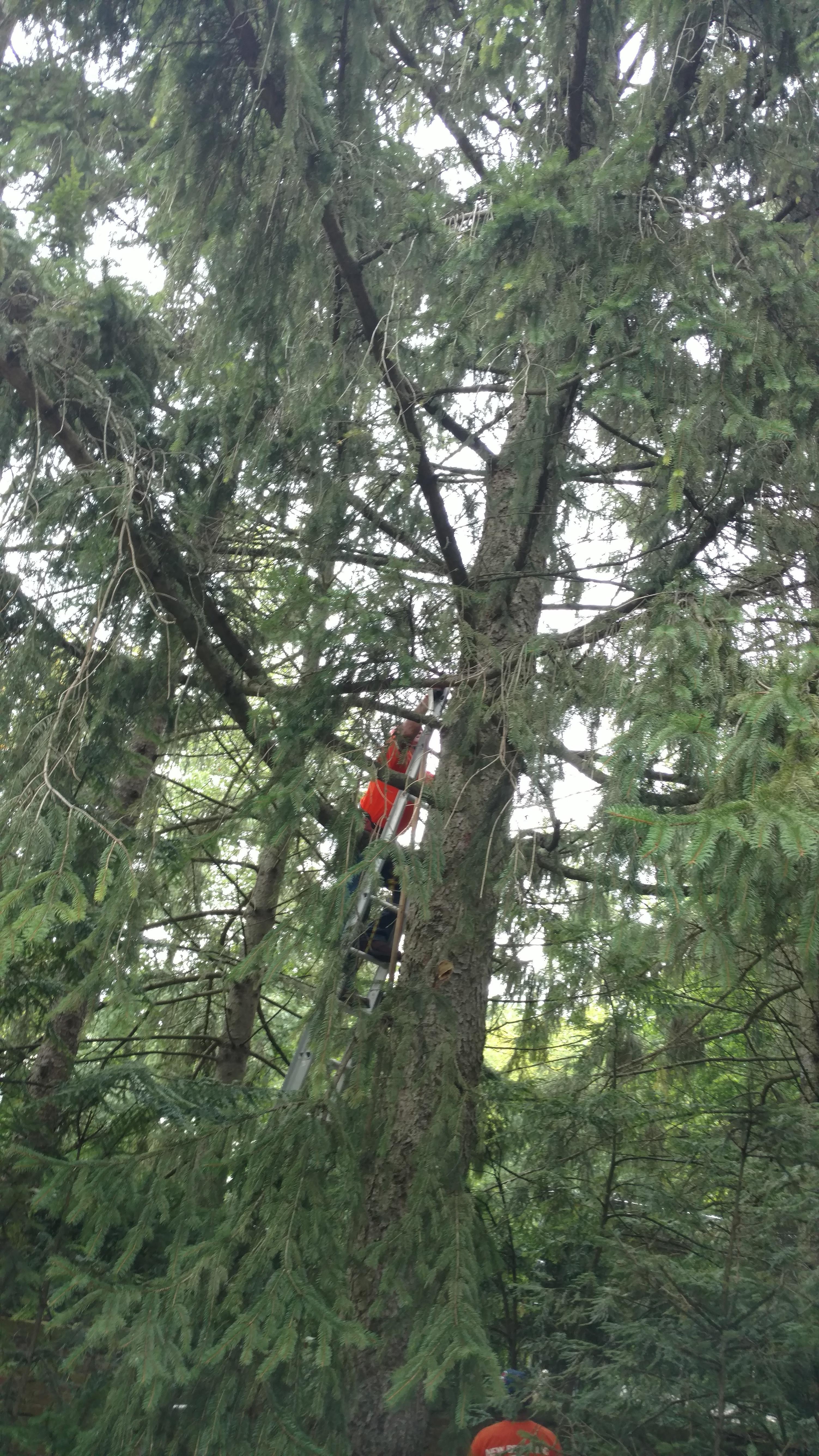 New Beginning Tree Service Company Image