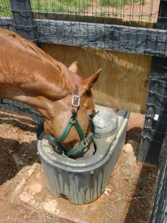 Horse Waterer