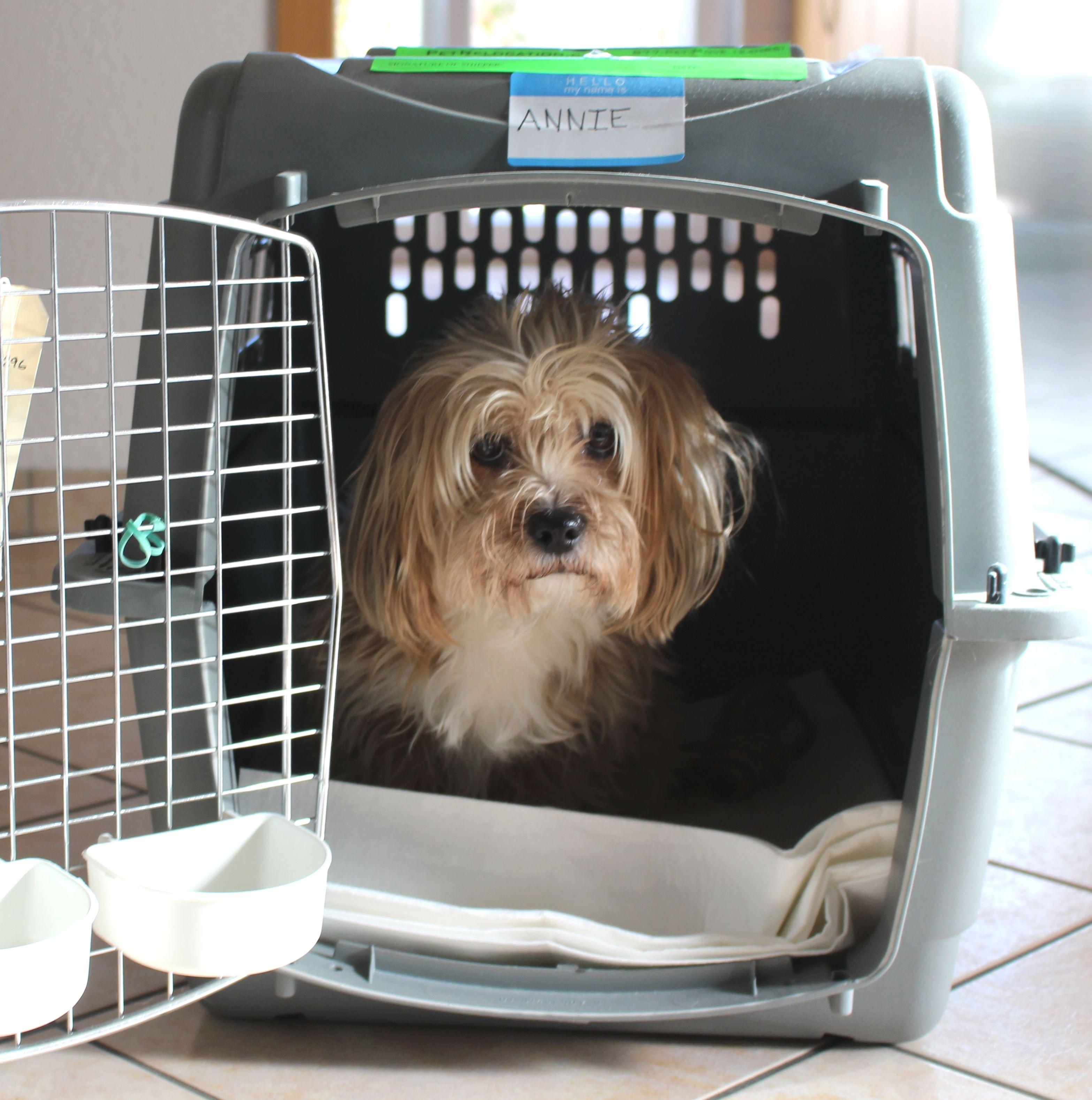 Pet Relocation Image