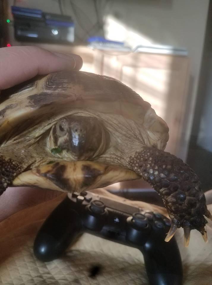 Melo's Reptile Sanctuary aims to find a reptile, no matter how big or how small, a new home where it will be loved till the end of its days.