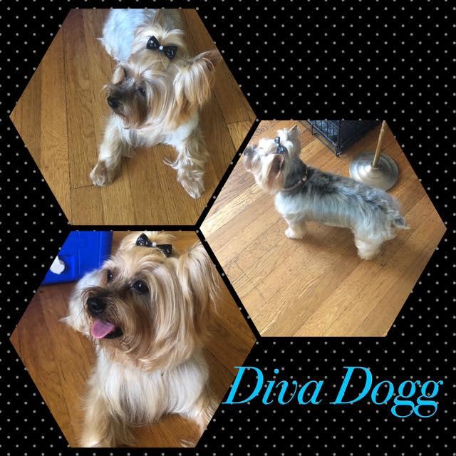 Diva Dogg Grooming Photo