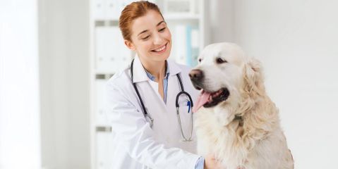 Tlc Pet Care Centers 11808 Hamilton Ave Cincinnati Oh Animal Hospitals Mapquest