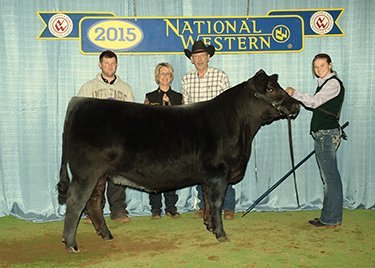 Triple K Gelbvieh Image