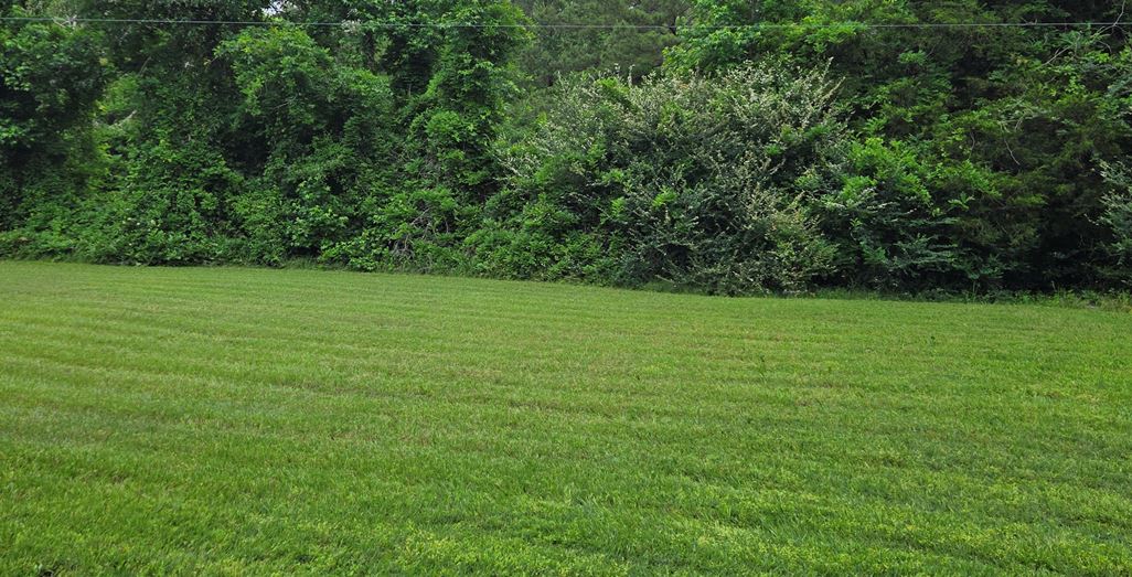 All Year Lawn & Landscape Image