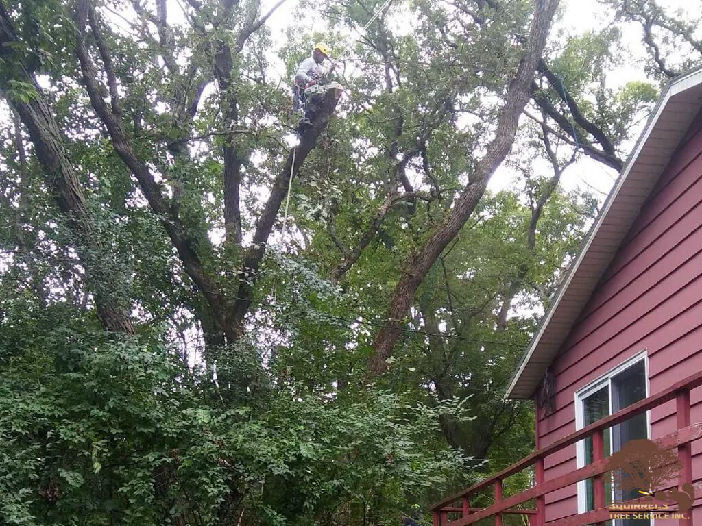 Squirrels Tree Service Inc Photo