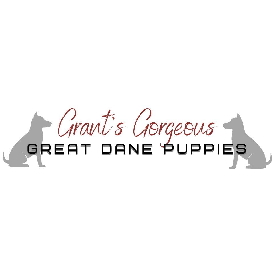 Grant&apos;s Gorgeous Great Dane Puppies Logo