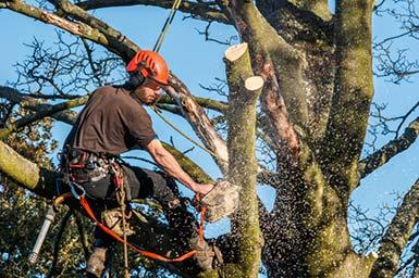 A Affordable Tree Service Photo