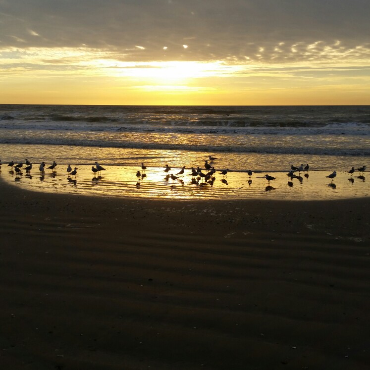 Local Real Estate Agent - In Surfside Beach, TX Suzan Assiter Zachariah
