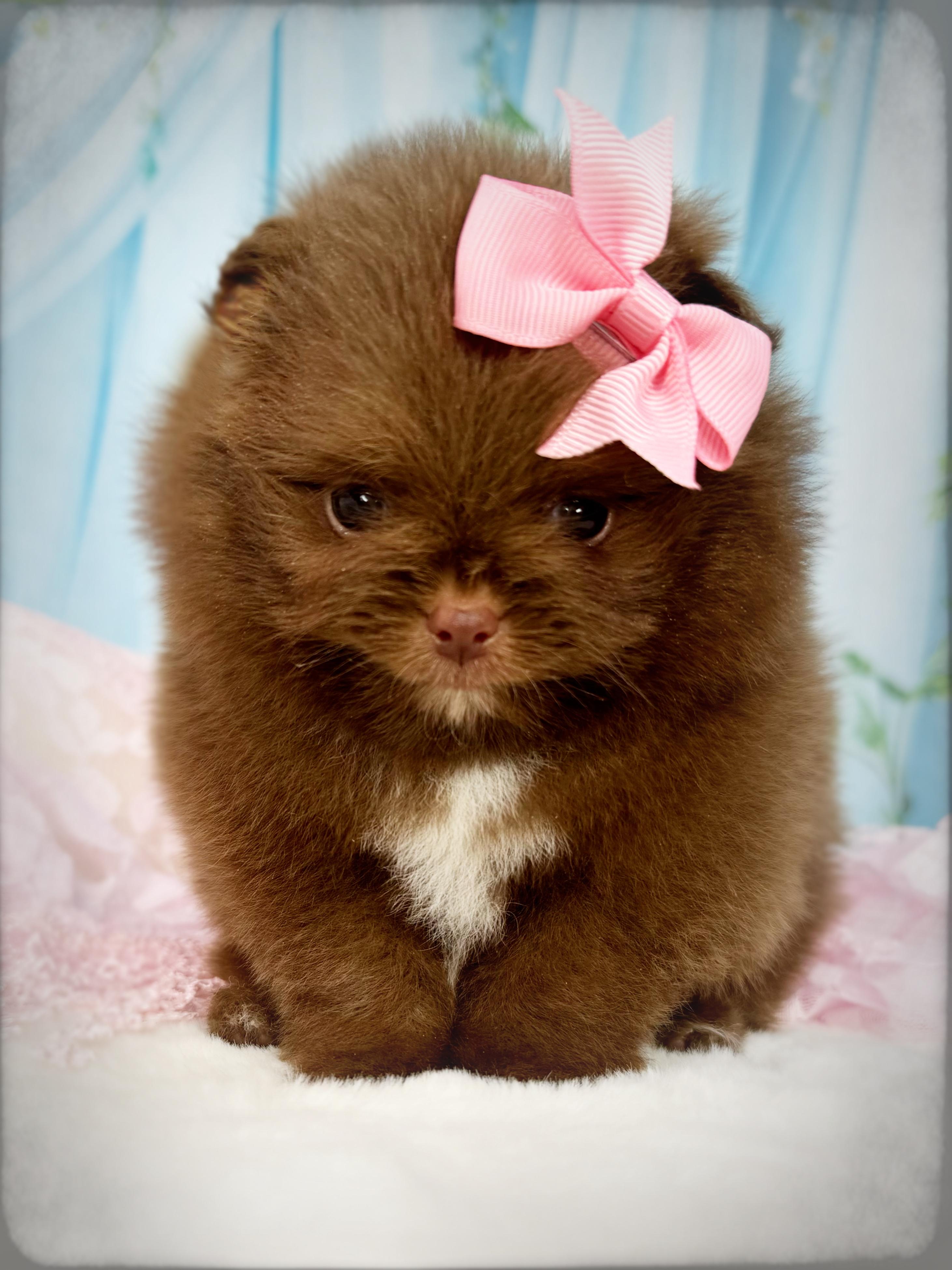 Belle House Pomeranians Image