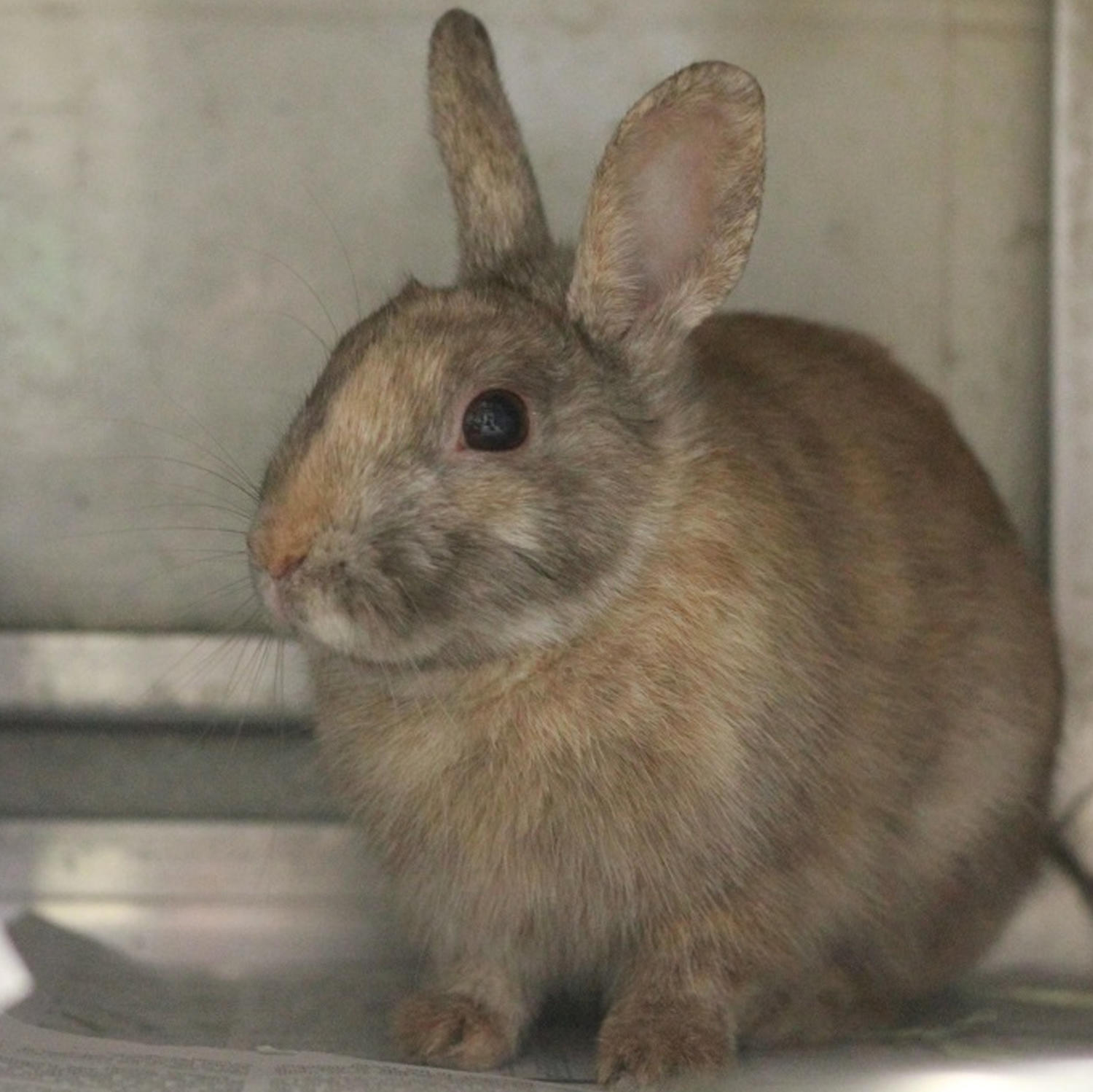 Women's Animal Center Photo