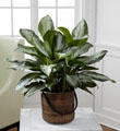 The FTD® Chinese Evergreen
