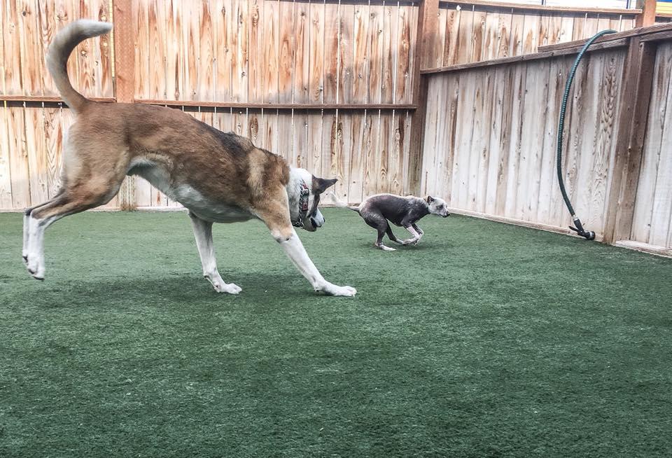 Bark City Doggy Daycare Photo