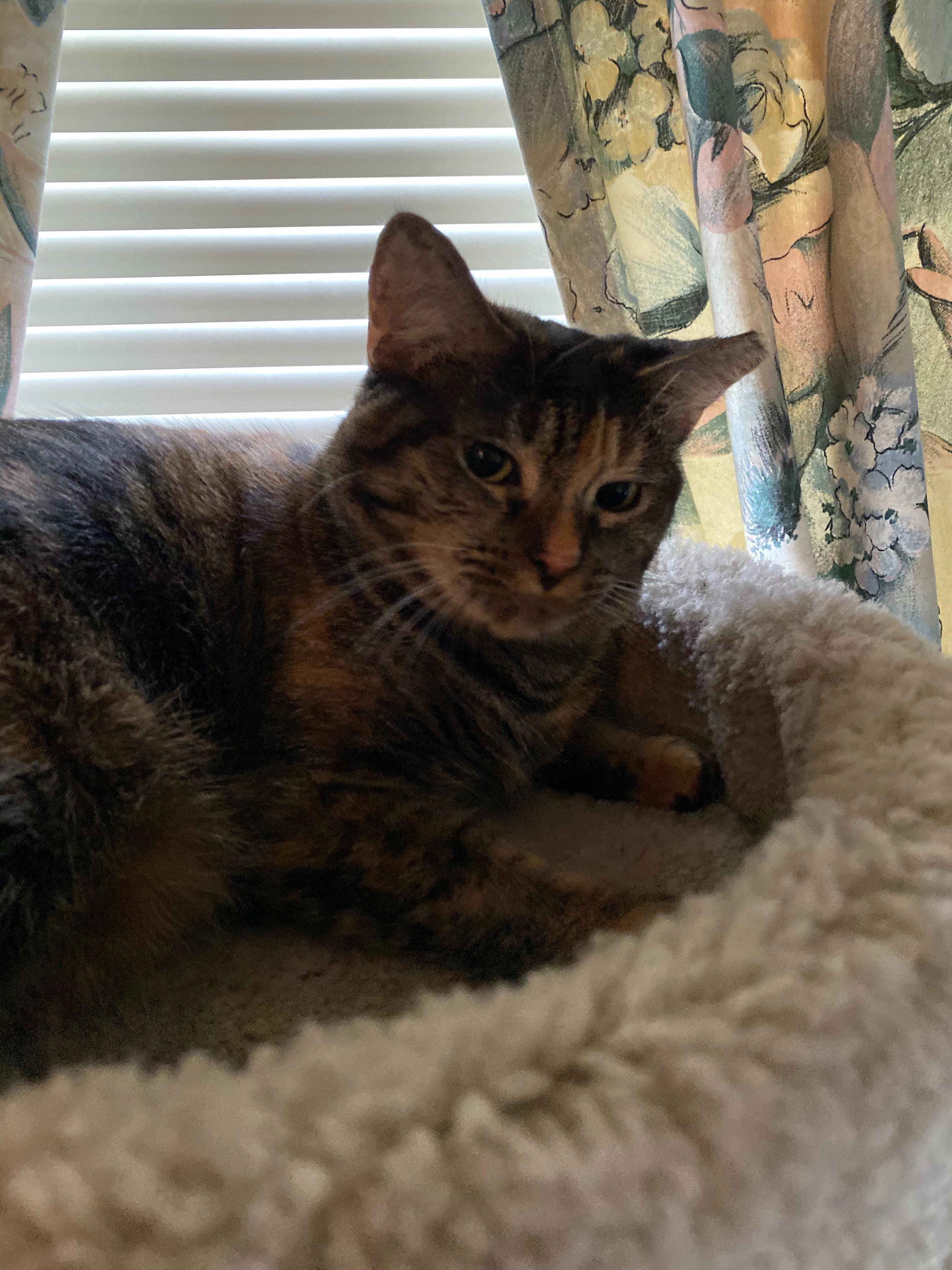 Woofie’s® of Lutz