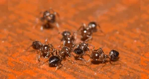 Ant Extermination