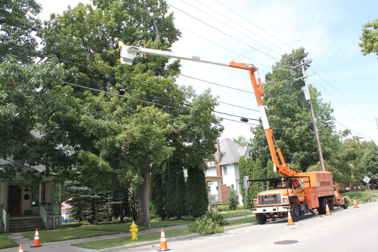 Rangel's Trees and Landscaping Logo