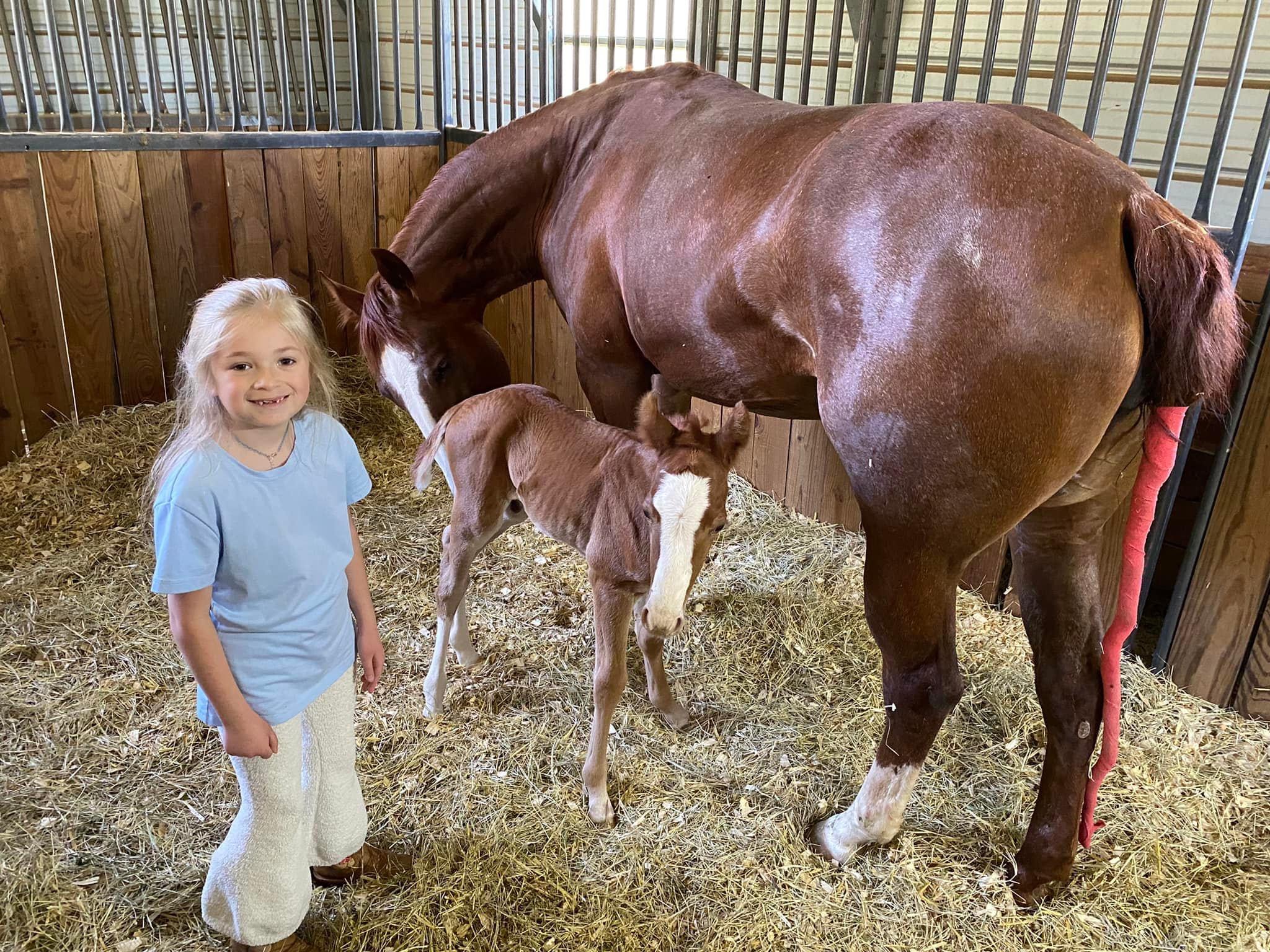 CTG Horse, LLC Image