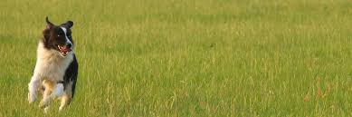 Bluebonnet Pet Ranch Logo