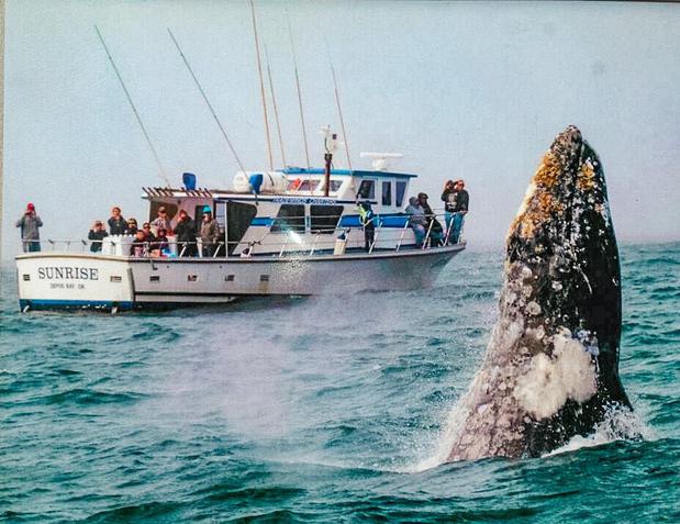 Images Tradewinds Charters - Whale Watching & Fishing – Oregon
