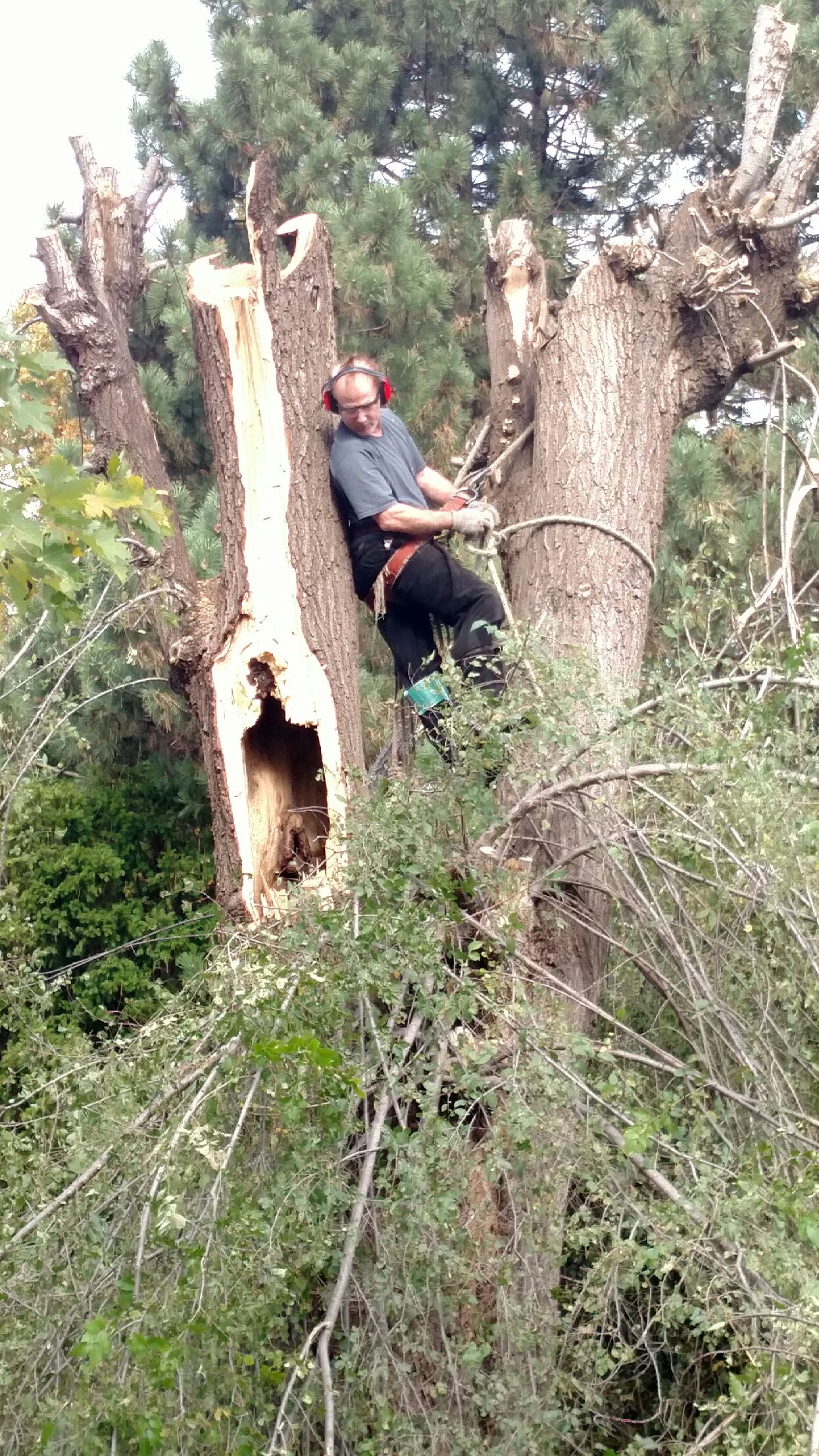 Anway's Quality Tree Care Photo