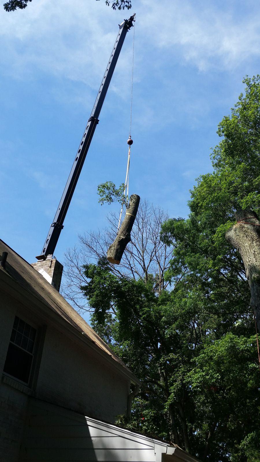 Keil Tree Experts Inc Image