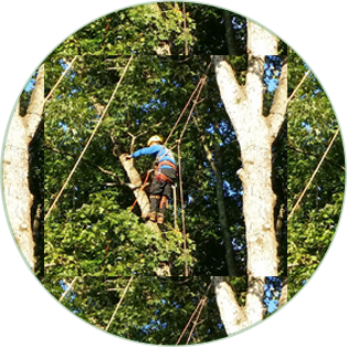 Serious Tree Services Inc Image