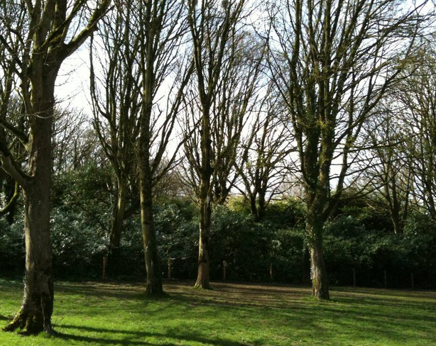 Specialised Tree Care, Garden Maintenance, Clare