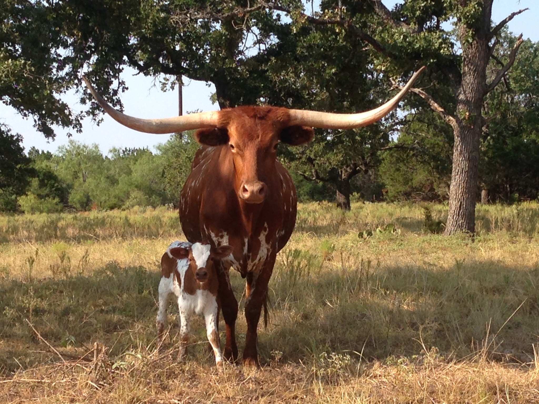 Traywick Properties Logo