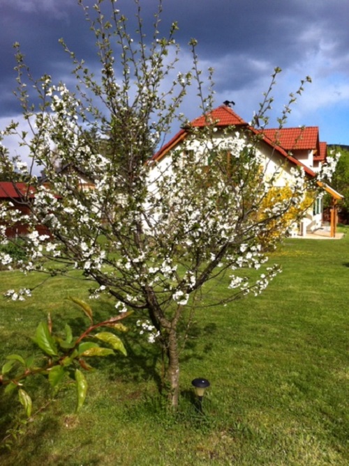 Bilder Immobilien Schober