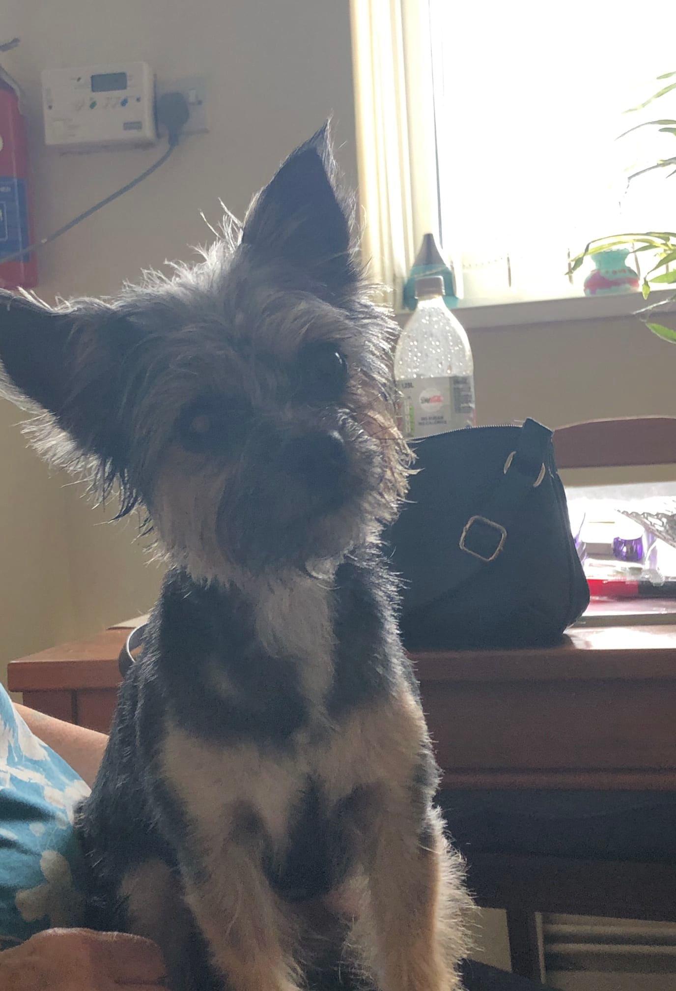 Images Wagtail&Purr