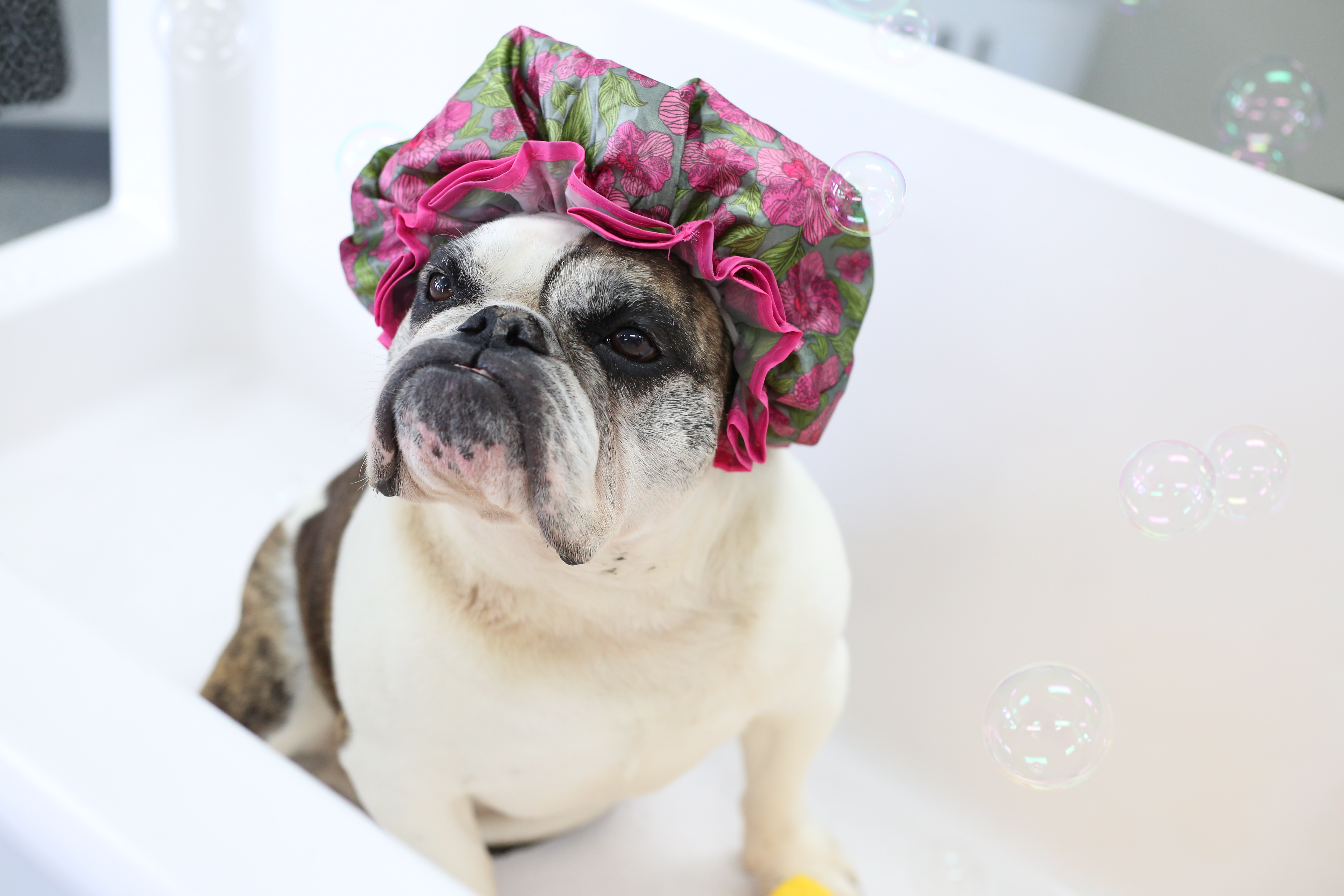 Scrubbers Self-Serve Dog Wash & Professional Grooming Photo