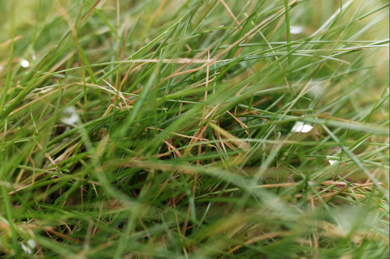 Verified Outdoor Services Image