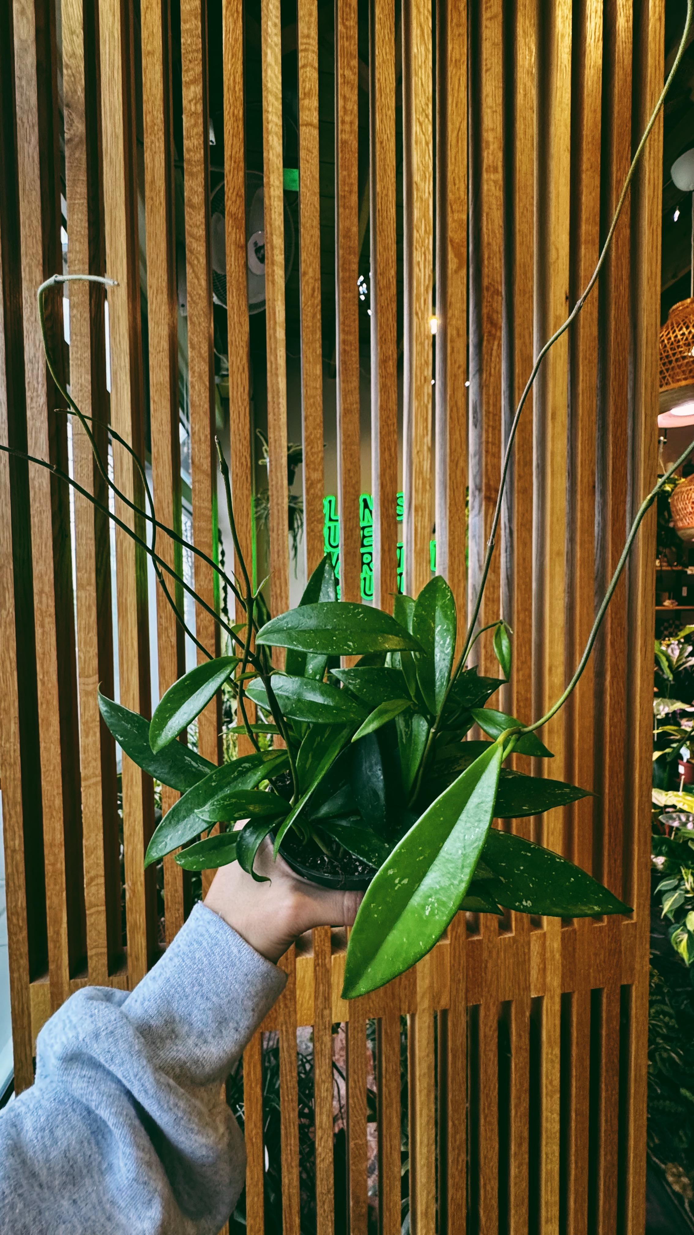 Denver Plant Club Image