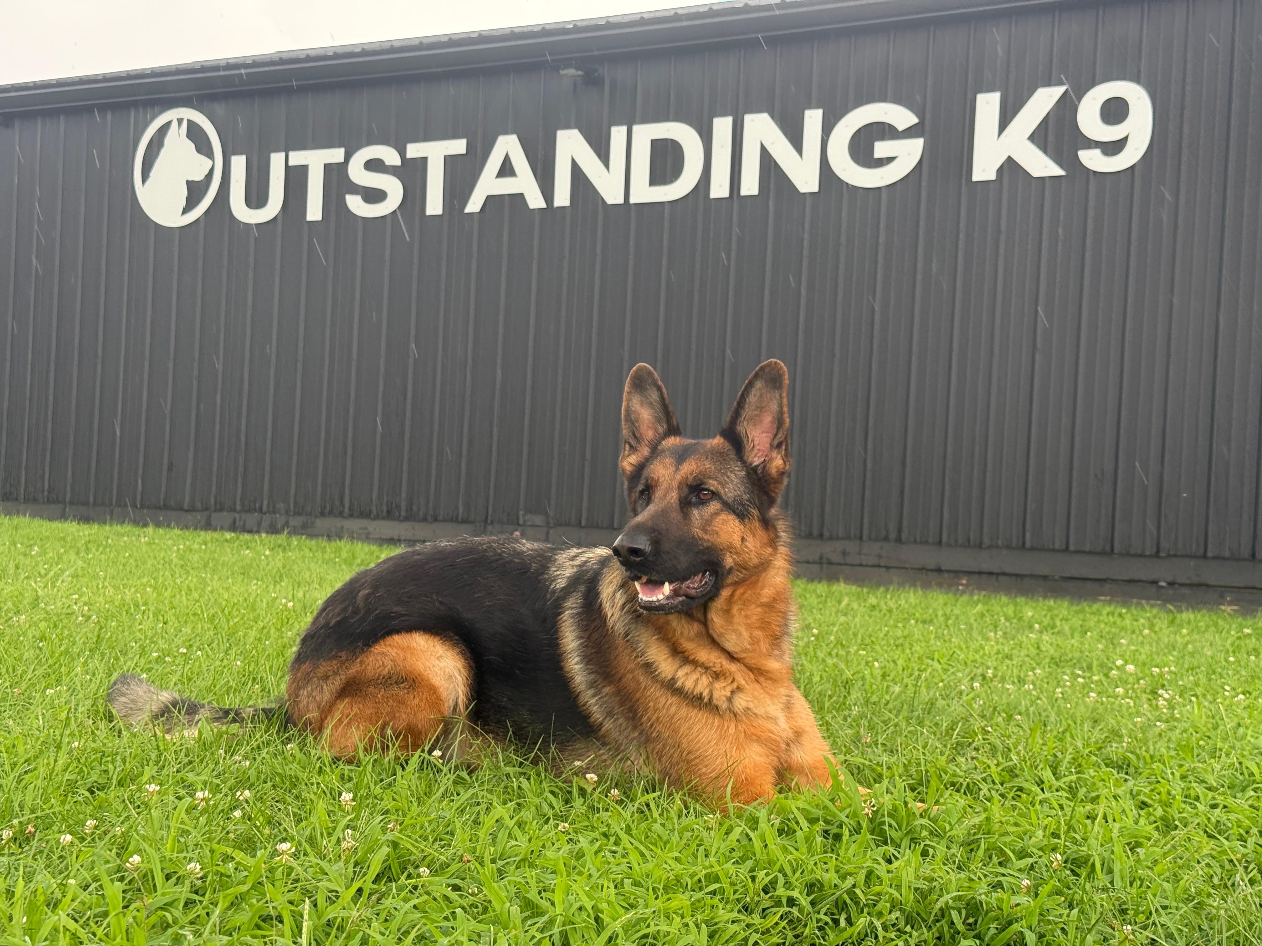 Outstanding K9