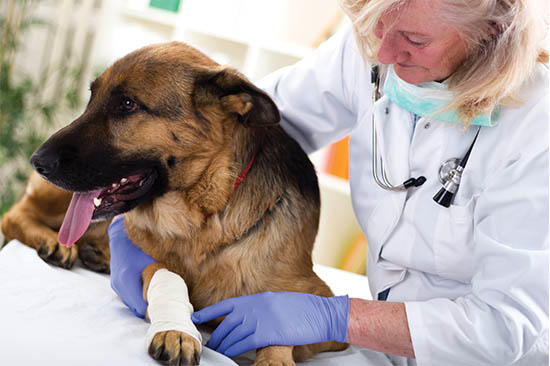 Southwest Florida Veterinary Specialists & 24-Hour Emergency Hospital Photo