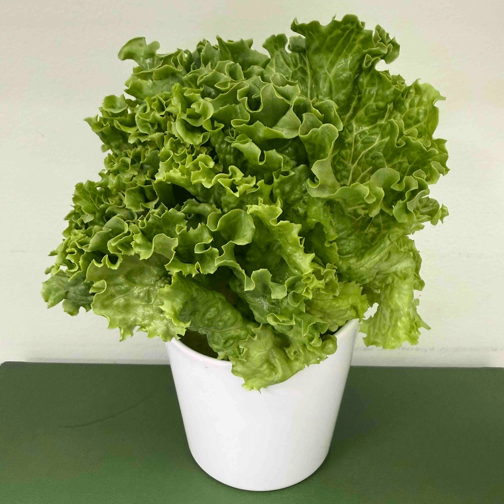 Side Lettuce Wrap