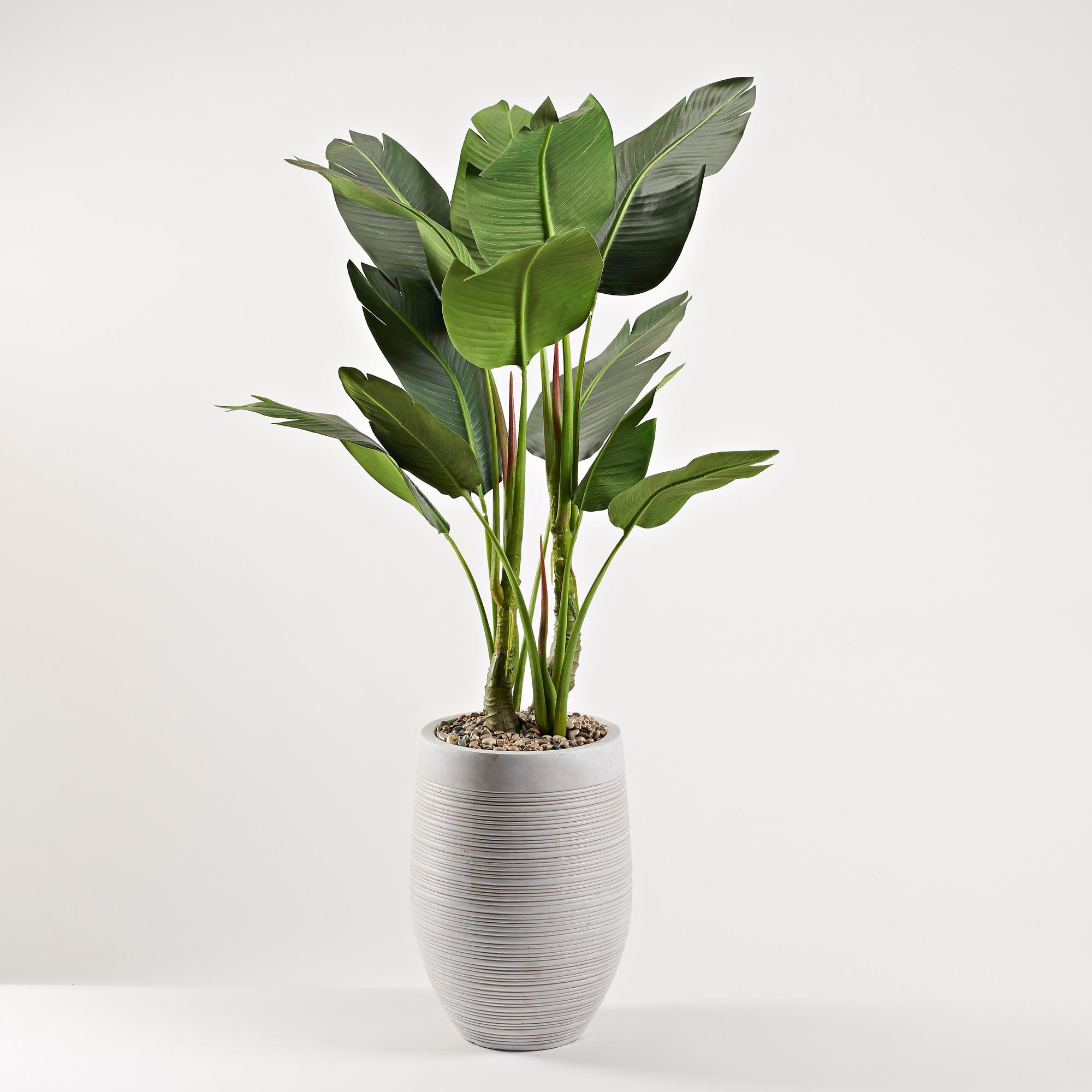 5' Bird of Paradise in Kai Planter