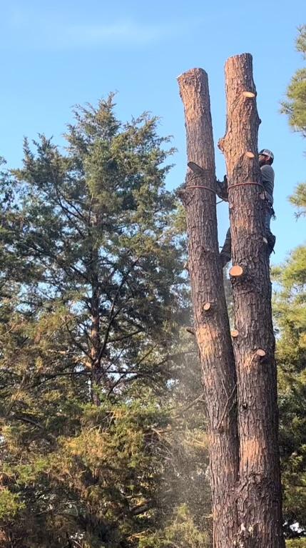 JJ Garcia Professional Tree Service Image