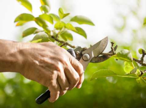elizabeth Hearn Logo