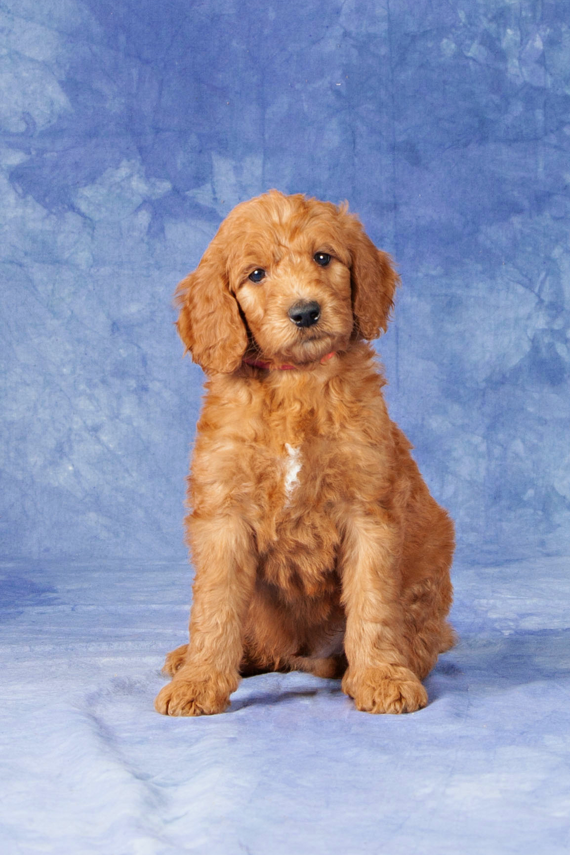 Glorias Goldendoodles Photo