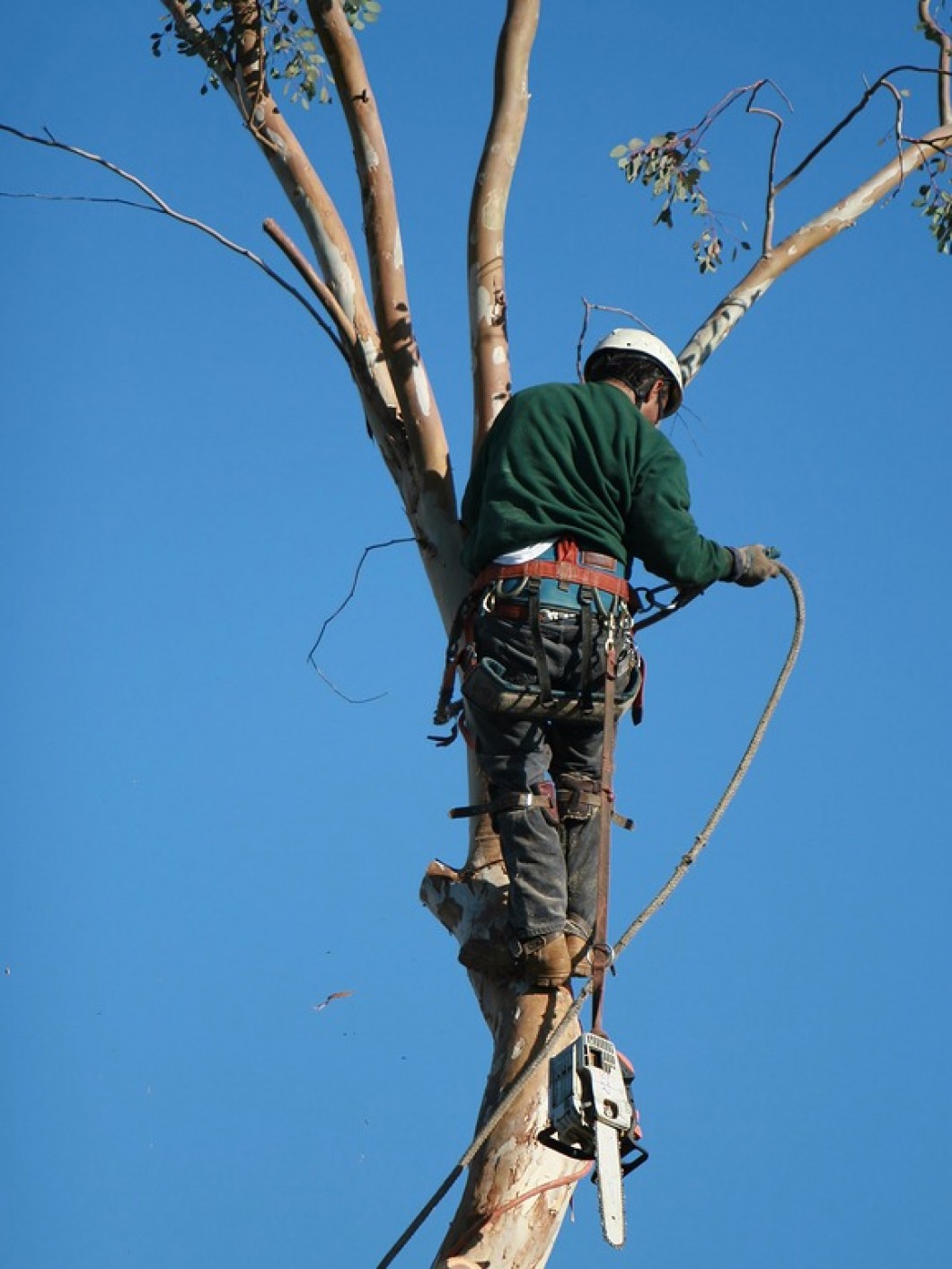 Discount Tree Service Photo