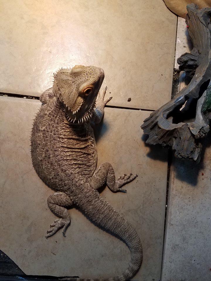 Melo's Reptile Sanctuary aims to find a reptile, no matter how big or how small, a new home where it will be loved till the end of its days.