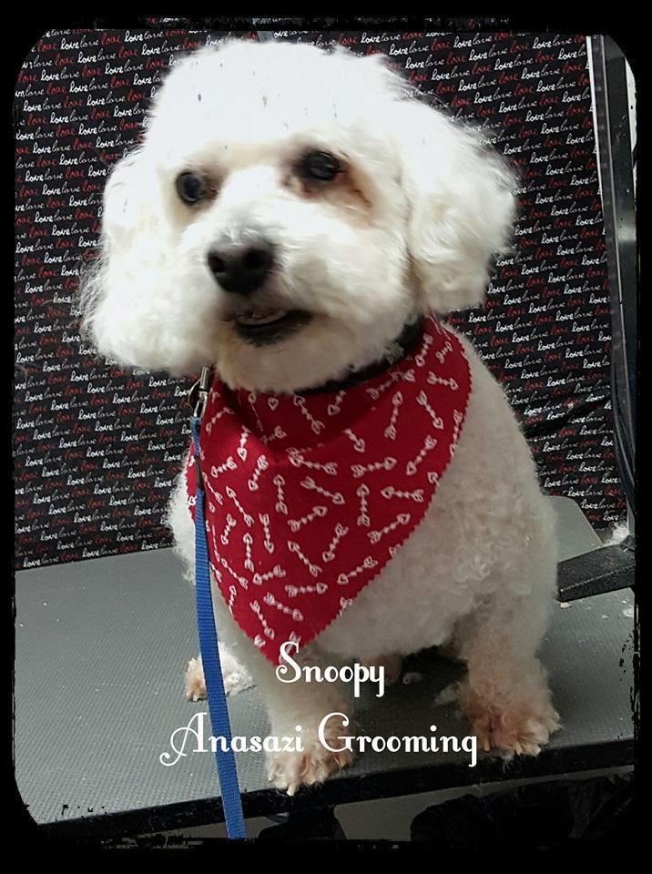 Anasazi Pet Boarding & Grooming Photo