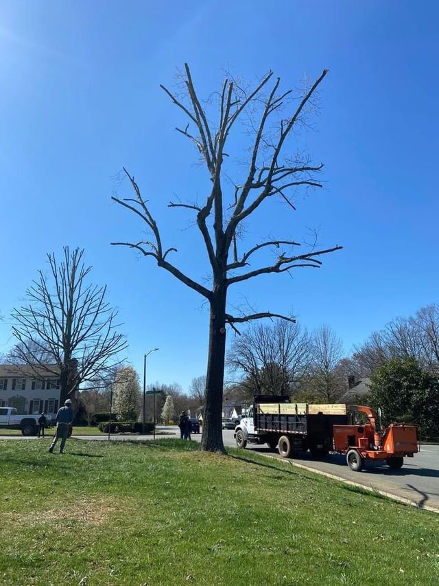 Ventura Tree Services LLC Image