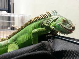 Iguana Food
