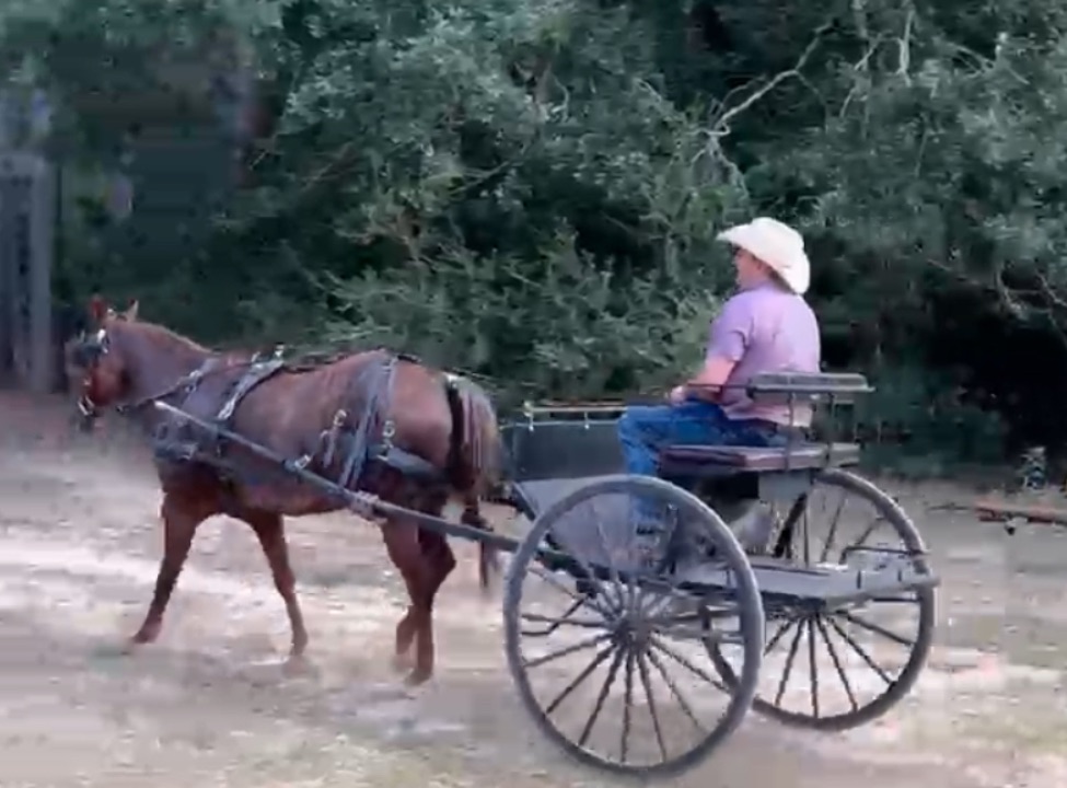 CTG Horse, LLC Image