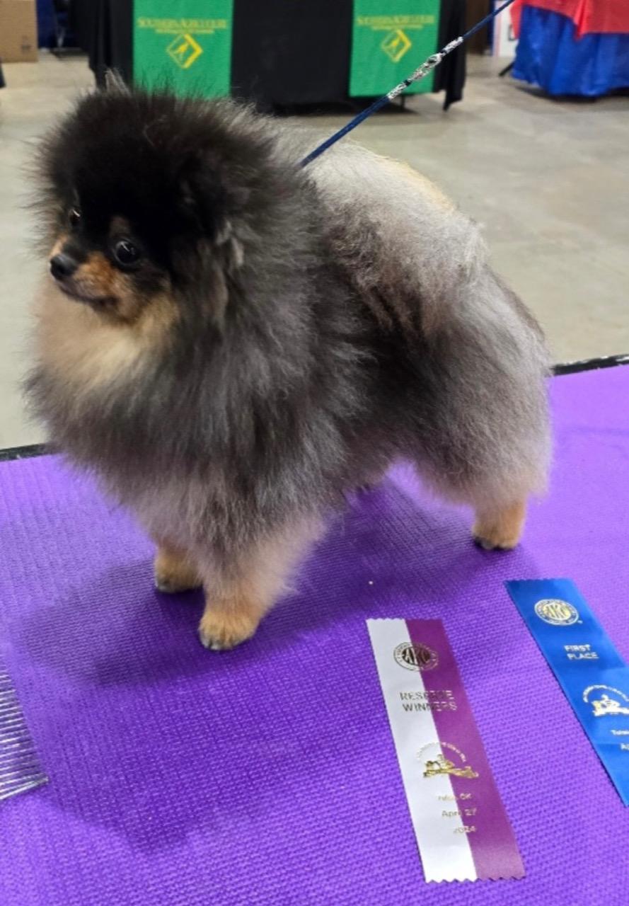 Belle House Pomeranians Image