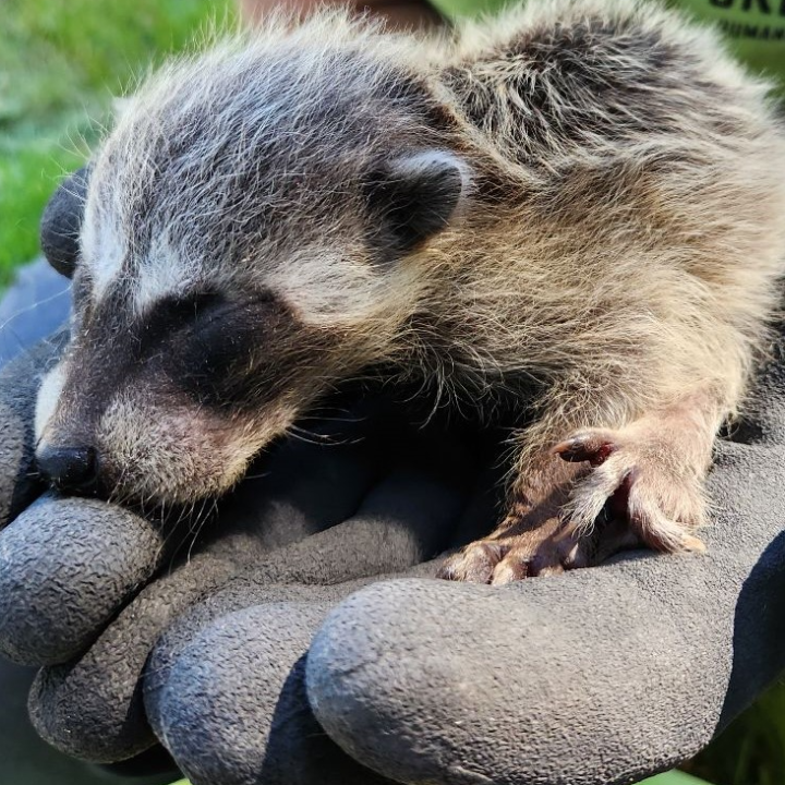Wildlife Control Cleveland