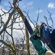 Carolina Tree Care